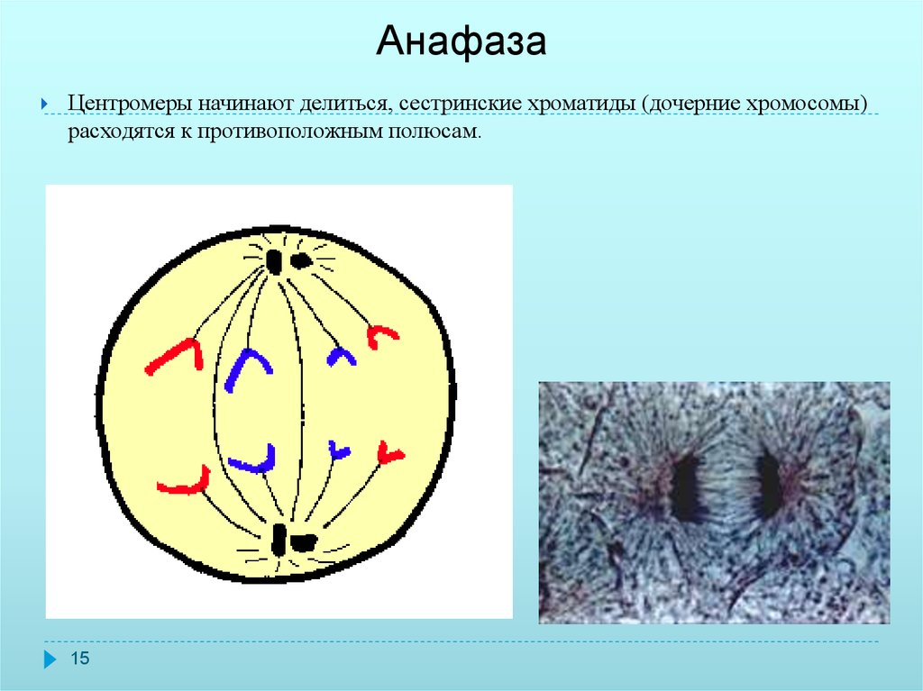 2 дочерние хромосомы. Анафаза в биологии рисунок. Анафаза митоза рисунок. Анафаза 2 центромеры делятся. Клетка в анафазе митоза.