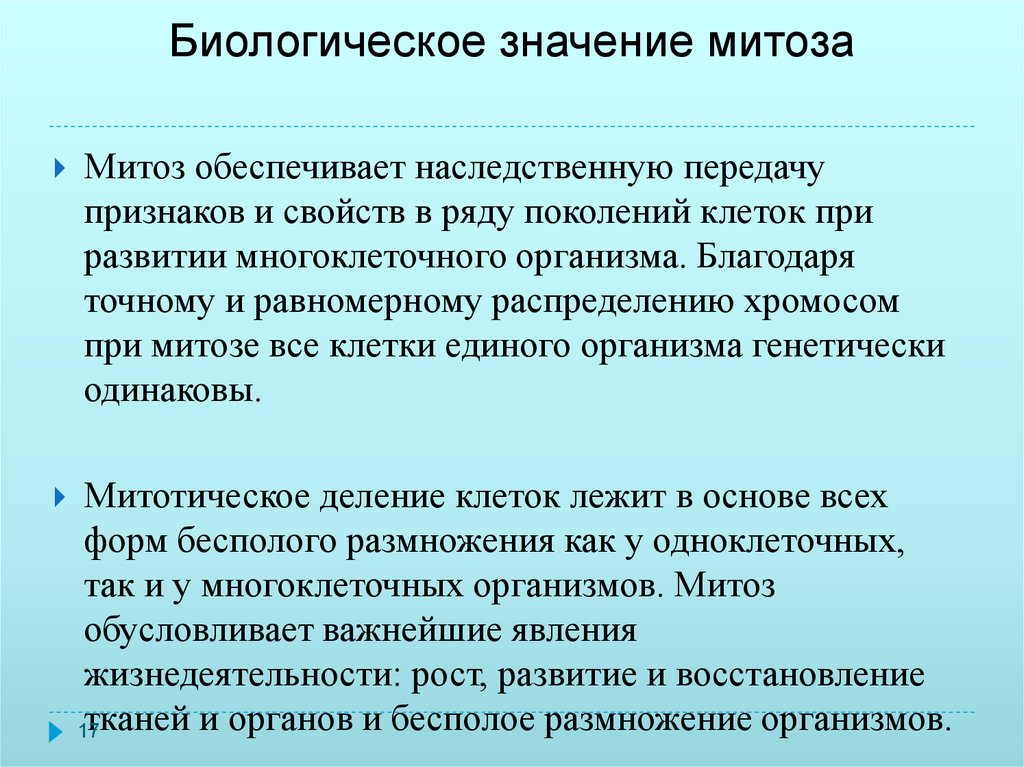 Поколений клеток. Биологическое значение митоза. Значение митоза. Биологическое значение а ИТОЗА. Значение митоза заключается в.