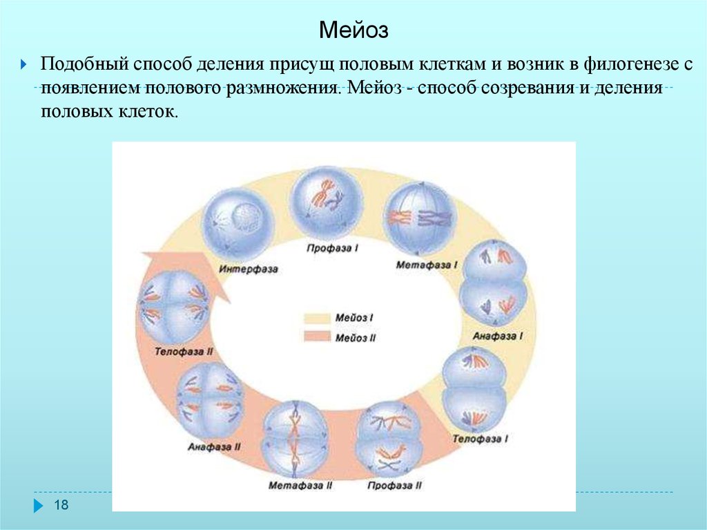 1 способы деления клеток. Мейоз. Способы деления клетки. Деление половых клеток. Деление клетки мейоз.