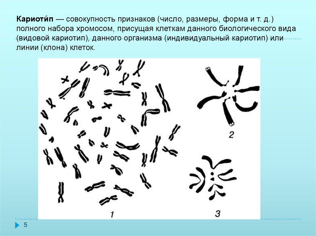 Как называется графическое изображение хромосом