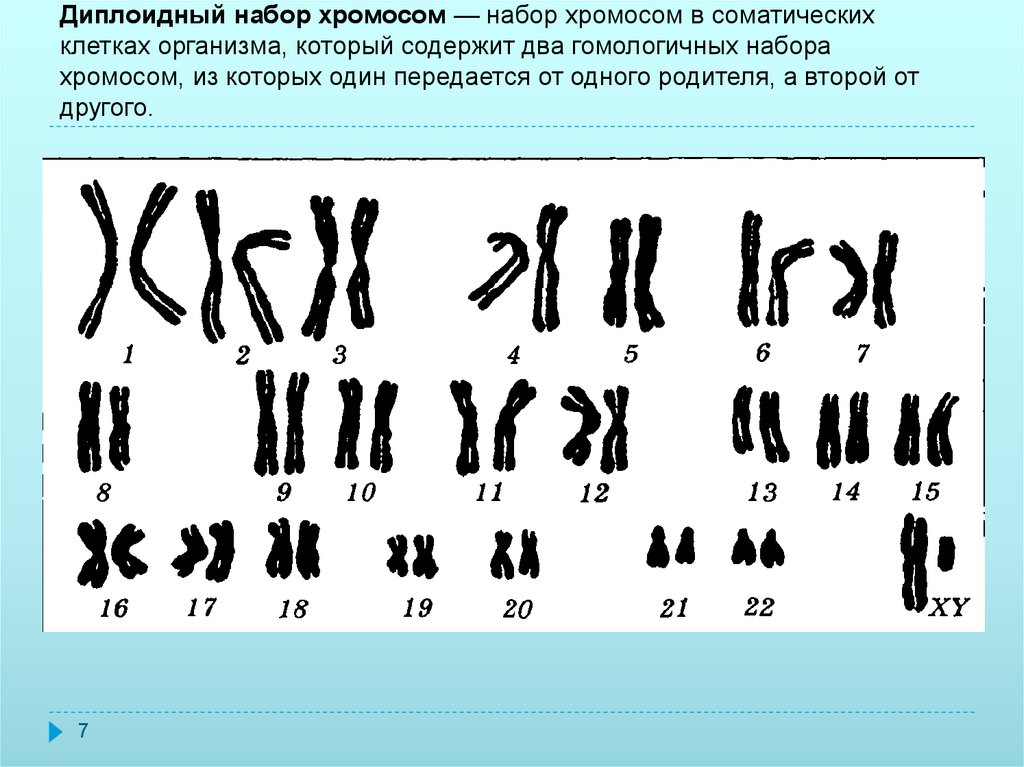 Хромосомный набор человека хромосомы. Кариотип человека диплоидный набор хромосом. Кариограмма и идиограмма. Хромосомный набор диплоидных и гаплоидных.
