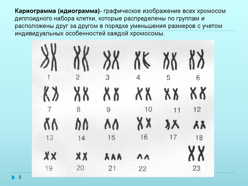 Кариограмма графическое изображение кариотипа то есть числа. Кариограмма и идиограмма. Кариограмма хромосом. Кариограмма хромосом здорового человека. Идиограмма кариотипа.