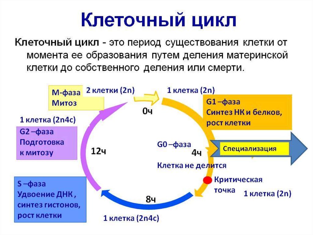 Клеточный цикл картинка