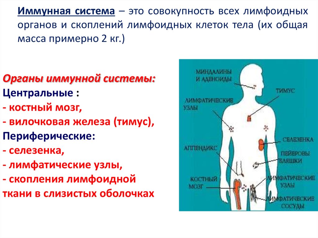 Рисунок иммунной системы