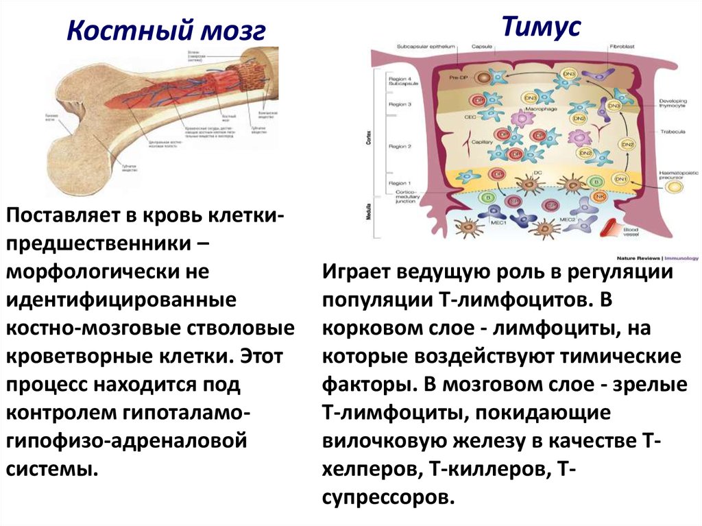 Строение костного мозга схема