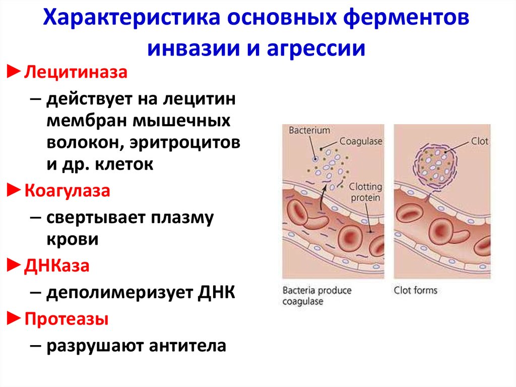 Инвазия образования