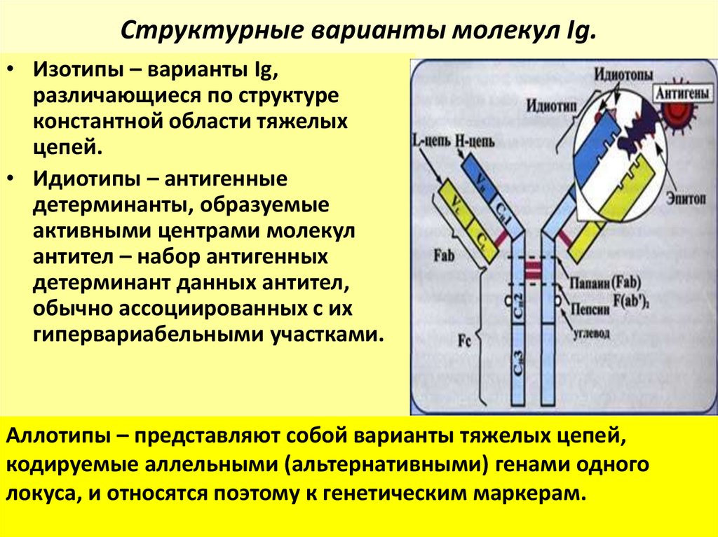 Центр молекул. Идиотипы иммуноглобулинов. Изотипы цепей иммуноглобулинов. Идиотип антител. Активный центр антитела.