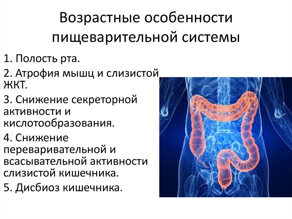 Укажите особенности пищеварительной системы рака