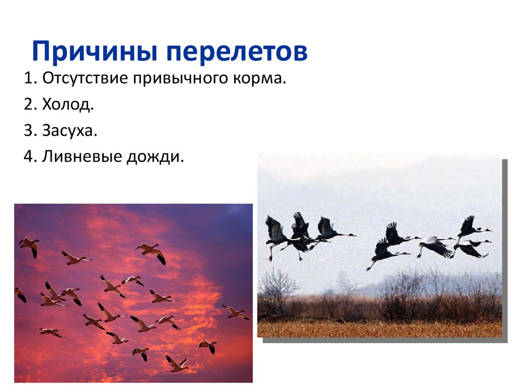 Жизнь мигрирующих и оседлых птиц. Сезонные миграции птиц. Сезонные перелеты птиц. Мигрирующие и оседлые птицы. Перелет птиц.