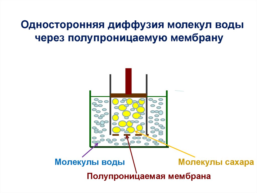 Диффузия молекул. Диффузия воды через полупроницаемые мембраны. Полупроницаемая мембрана. Диффузия молекул воды через полупроницаемую мембрану. Односторонняя диффузия.