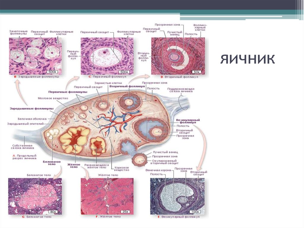 Яичник внешнее и внутреннее строение. Послойное строение яичника. Строение яичника латынь. Строение яичника женщины.