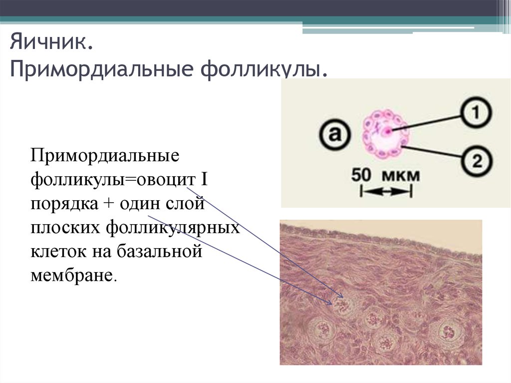 Что такое ингибирование волосяных фолликулов