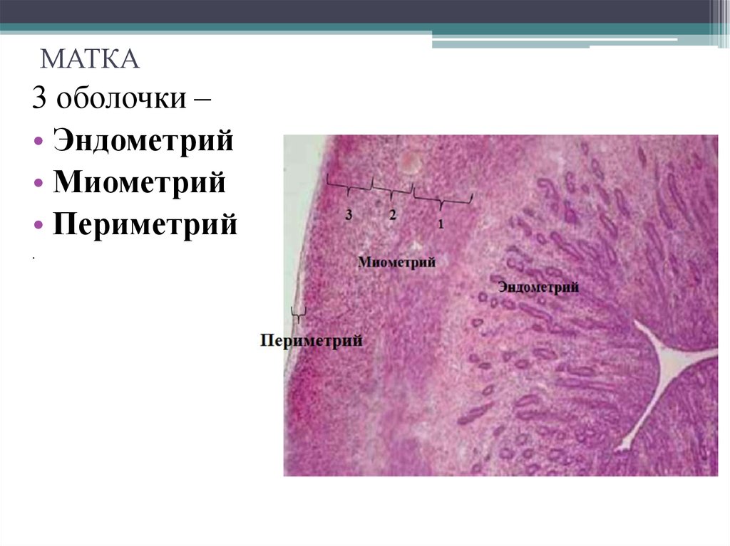 Матка гистология рисунок