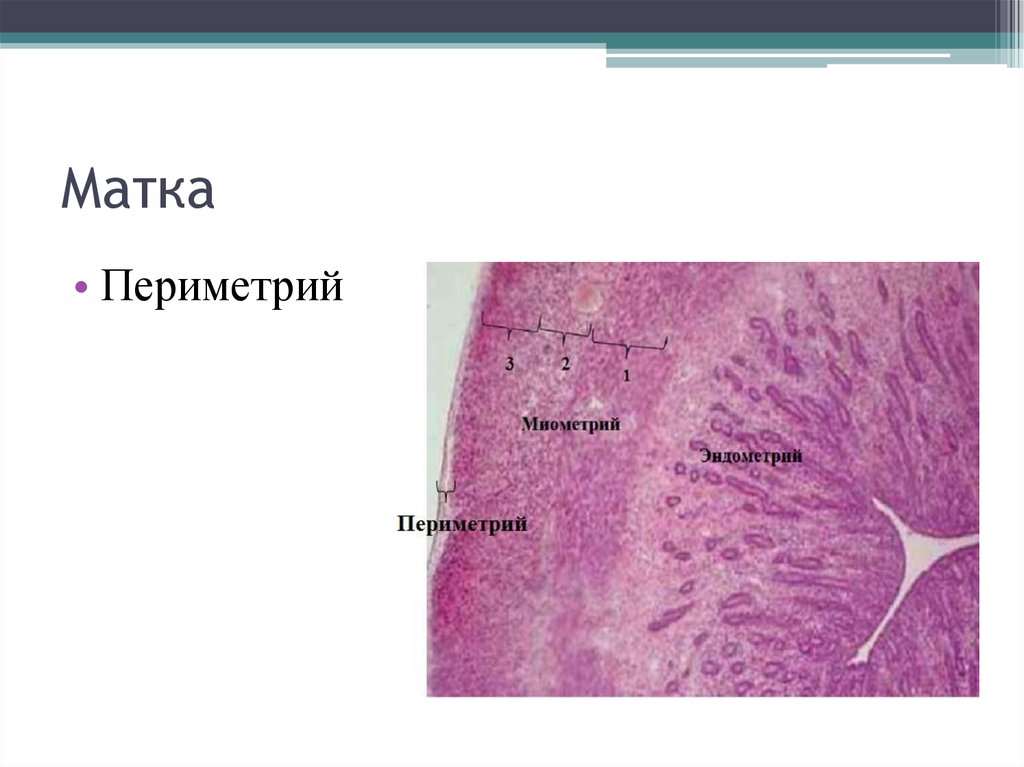 Рисунок матки гистология