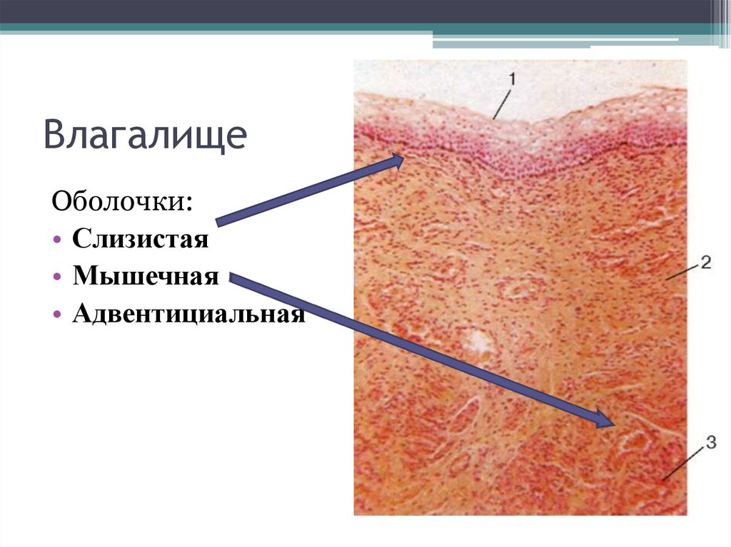 Влагалище крупным планом бесплатно