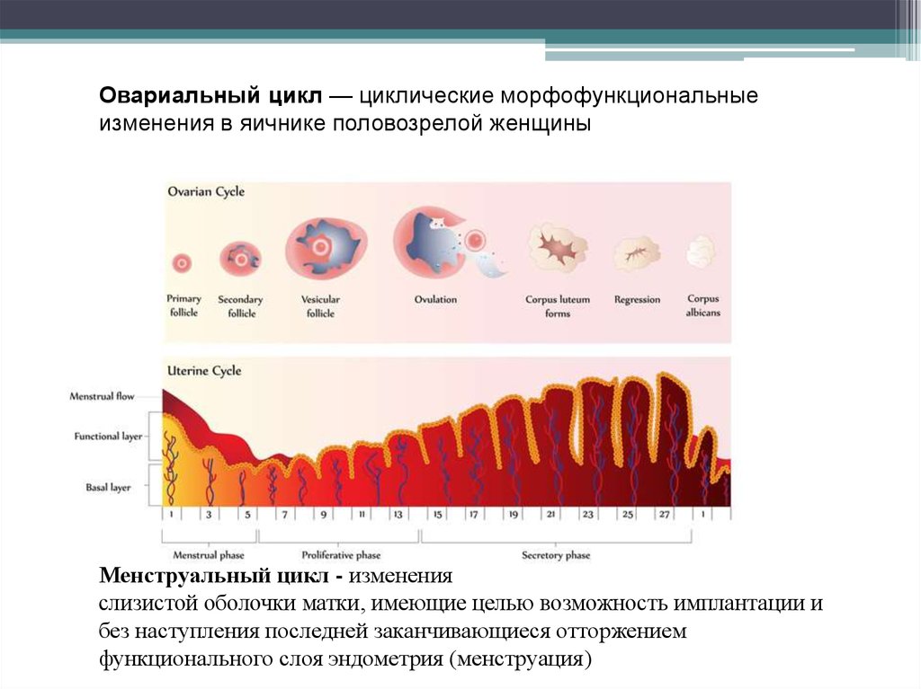 Имплантация какой день цикла