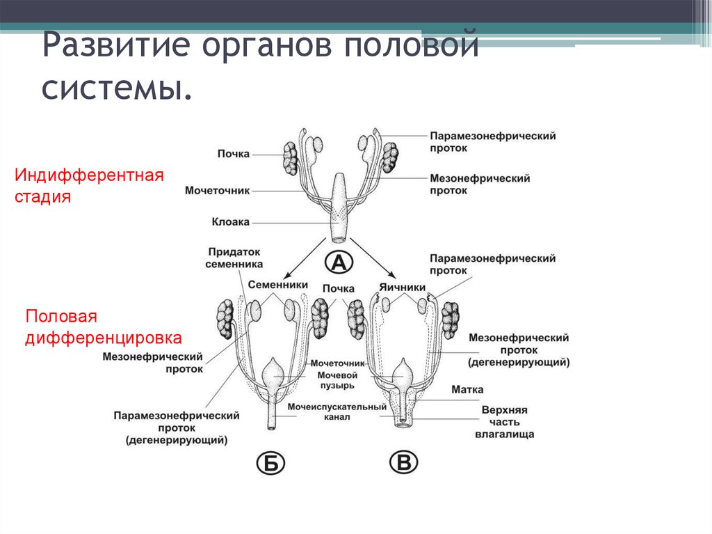 Травмы половых органов фото