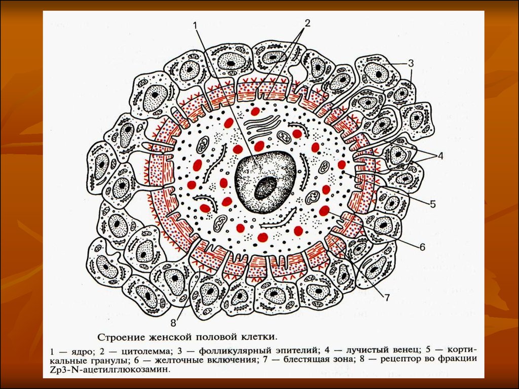 Название женской половой клетки. Строение яйцеклетки Лучистый венец. Схема микроскопического строения яйцеклетки млекопитающих. Схема строения яйцеклетки гистология. Схема микроскопического строения яйцеклетки человека.