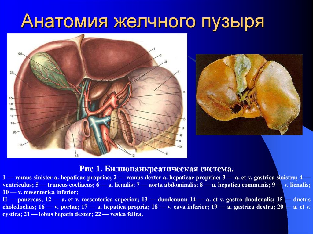 Описание желчного пузыря. Строение желчного пузыря анатомия. Анатомия строения желчных протоков. Анатомия печеночных протоков. Желчный пузырь (Vesica Biliaris).
