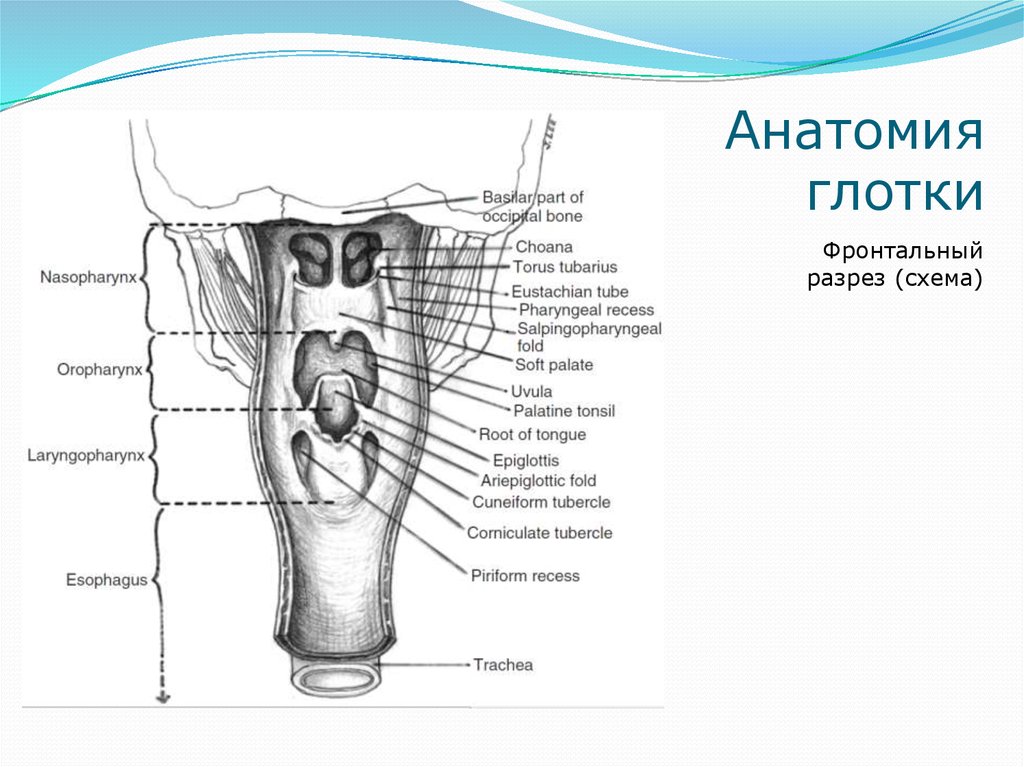 Глотка анатомия человека рисунок