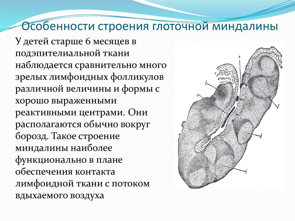 Гланды строение схема миндалины