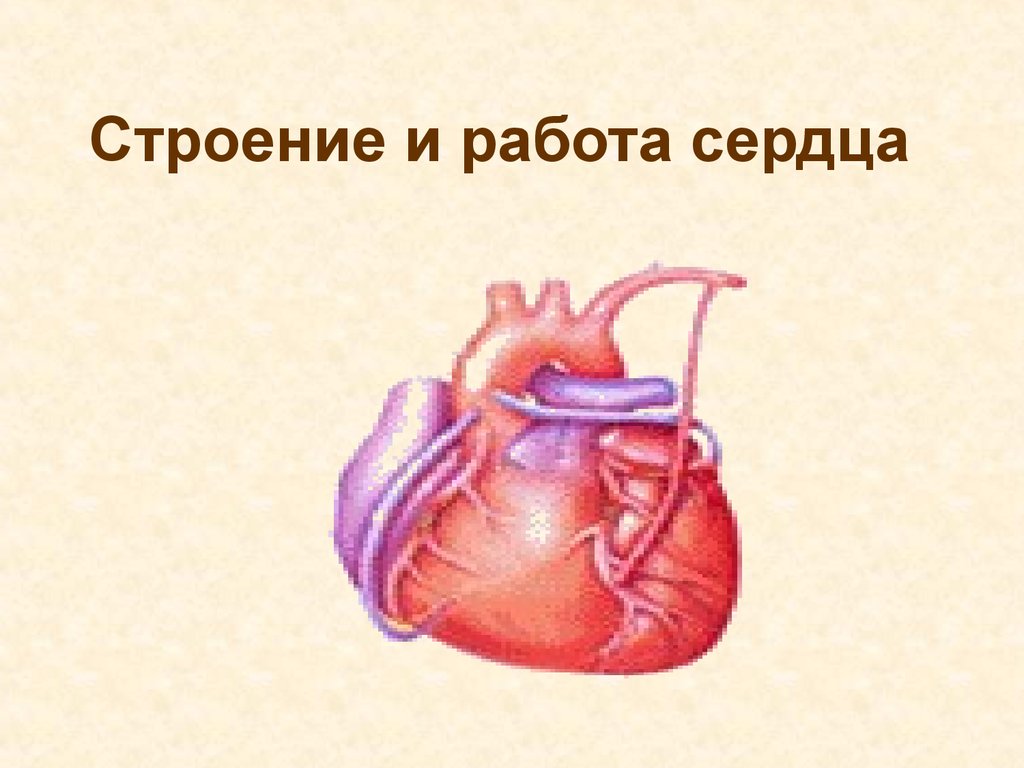 Класс работа сердца. Расскажите о работе сердца. Тест на работу сердца. Презентация кровообращение работа сердца. Благодаря чему происходит работа сердца.