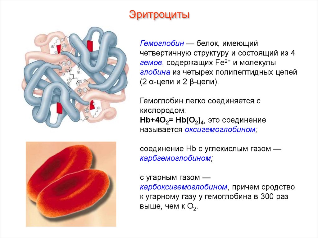 Белок крови гемоглобин имеет