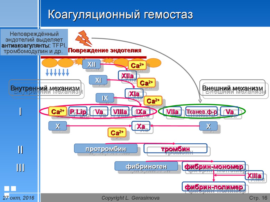 Схема коагуляционного гемостаза