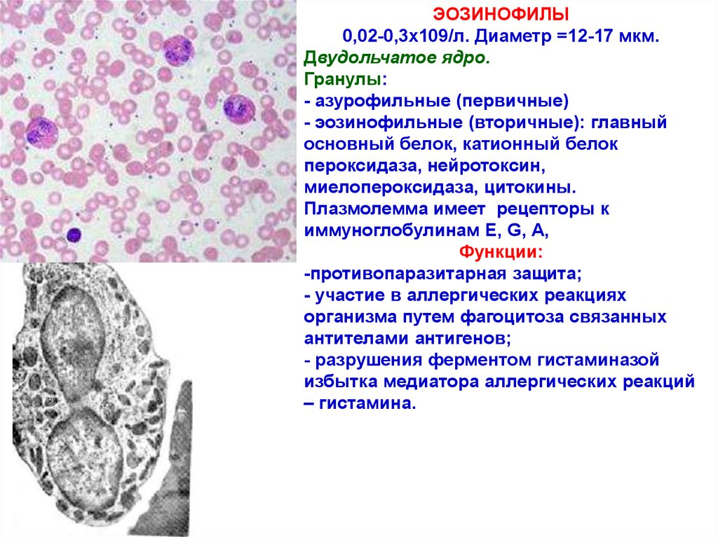 Ткани внутренней среды