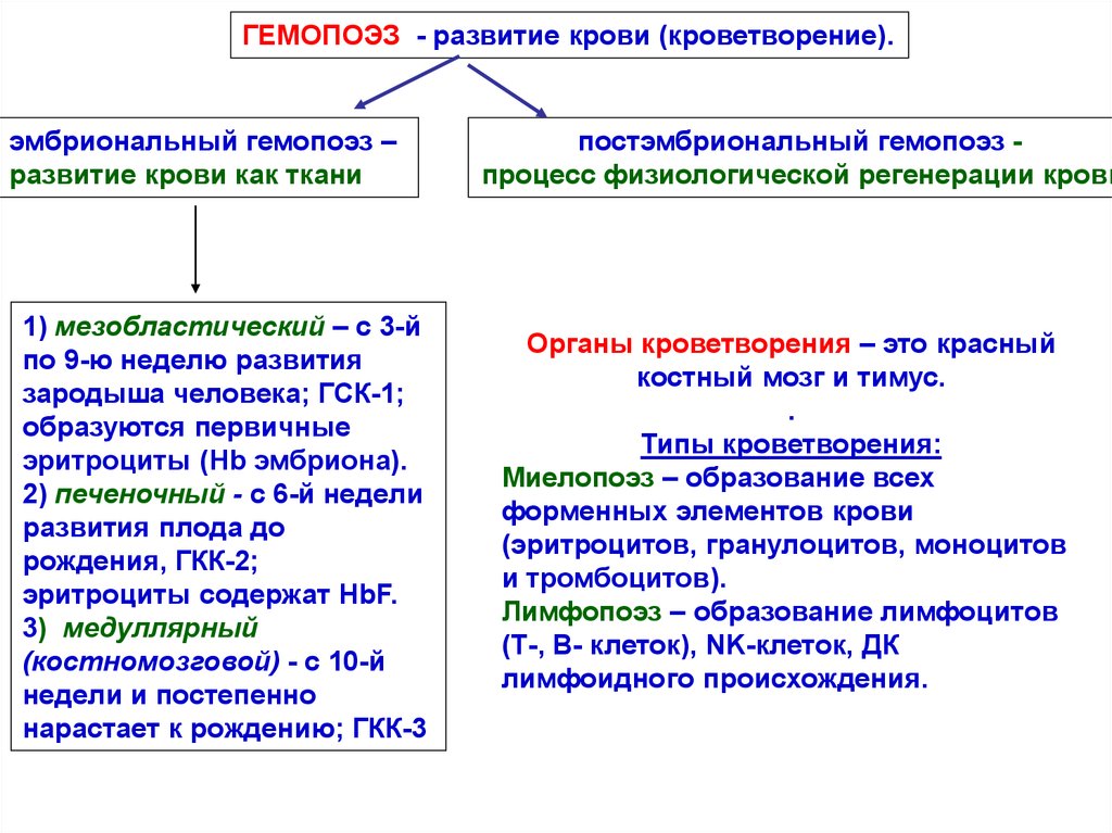 Постэмбриональный гемопоэз схема