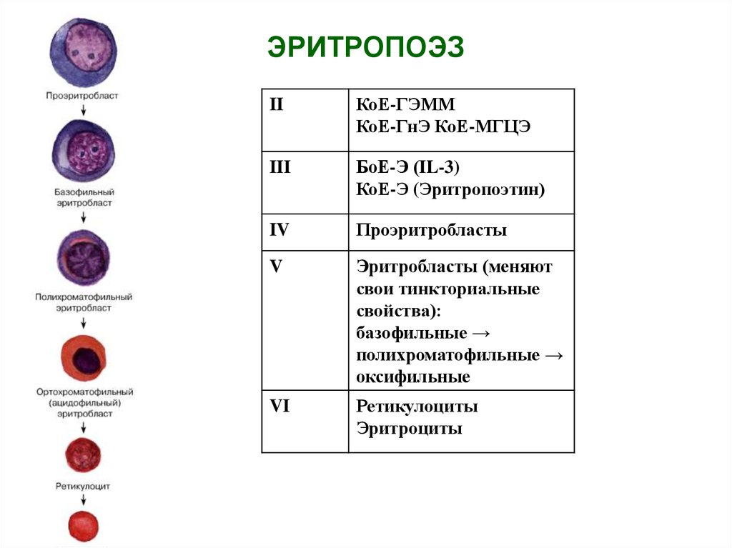 Деление клеток крови. Схема созревания кровяных клеток. Образование эритроцитов эритропоэз. Эритропоэз схема физиология. Стадии формирования эритроцитов.