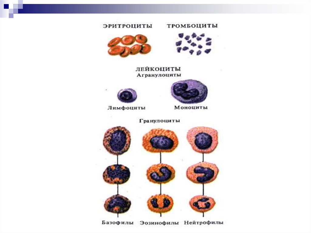 Нормы форменных элементов крови. Агранулоциты а. лимфоциты. Агранулоциты строение и функции. Эритроциты лейкоциты гранулоциты агранулоциты. Клеточные элементы крови агранулоциты это.