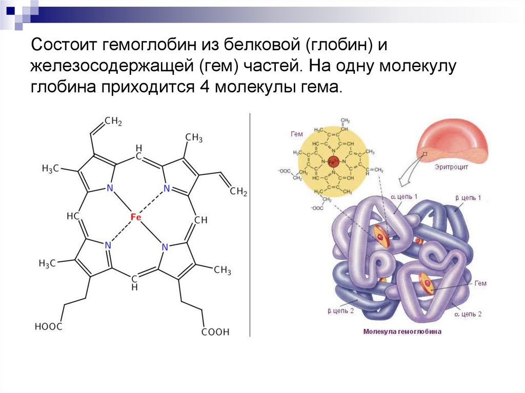 Какое соединение молекулы гемоглобина с кислородом. Строение гемоглобина схема. Гемоглобин строение и структура гема. Структура молекулы гемоглобина. Строение молекулы гемоглобина биохимия.
