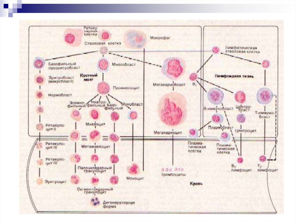 Где формируются клетки крови. Эритропоэз схема физиология. Гормоны тормозящие эритропоэз. Гормоны стимулирующие эритропоэз. Регуляция гемопоэза гистология.