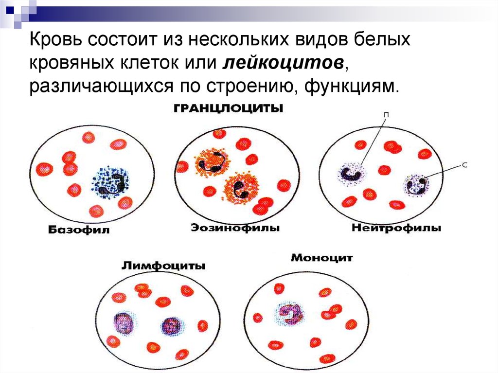 Элементы белой крови. Форменные элементы крови гистология. Типы клеток крови рисунок. Строение клетки крови человека. Форменные элементы крови таблица гистология.