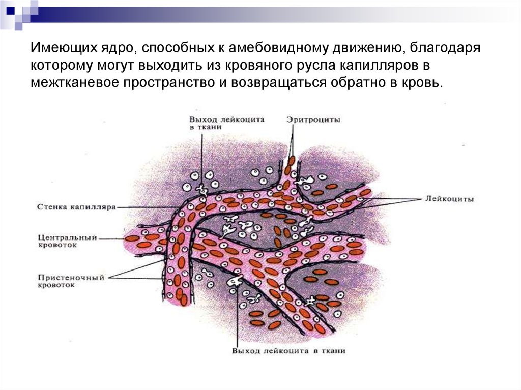 Не способна к движению. Жидкость из кровеносного русла. Эритроциты способны к амебоидному движению. Выход лейкоцита из кровяного русла. Межтканевое пространство.