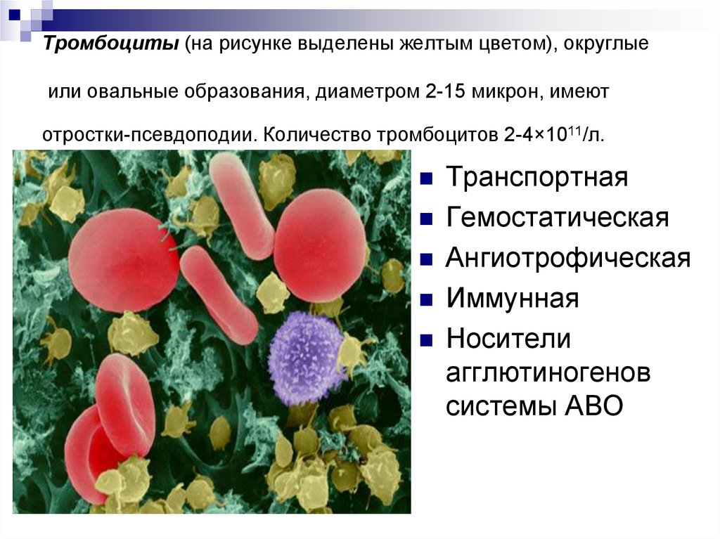 Клетки имеют отростки могут иметь