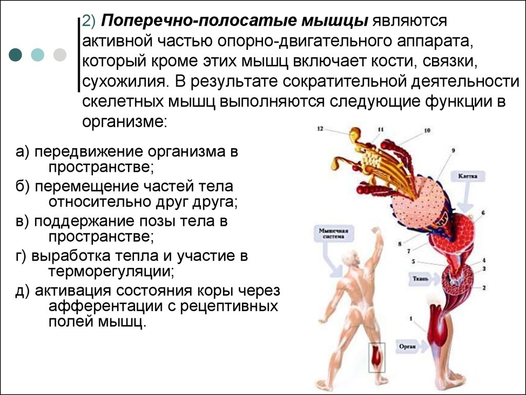 Поперечно полосатые мышцы. Составные части поперечно полосатых мышц. Структура поперечно полосатой мышцы физиология. Сокращение поперечно полосатых мышц физиология. Состав поперечно полосатых мышц.