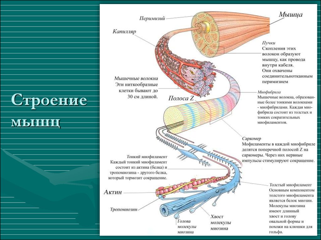 Строение физиология. Строение мышцы физиология. Структура мышц. Строение мышцы схема. Строение мышцы структуры.