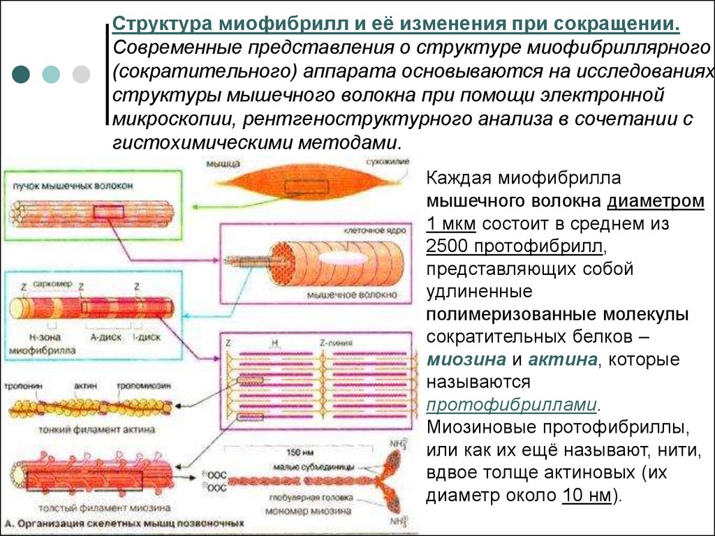 Последовательность мышечных элементов. Строение миофибриллы физиология. Строение мышечного волокна физиология схема. Структурные основы сокращения мышечного волокна. Механизм сокращения мышечного волокна миофибриллы физиология.