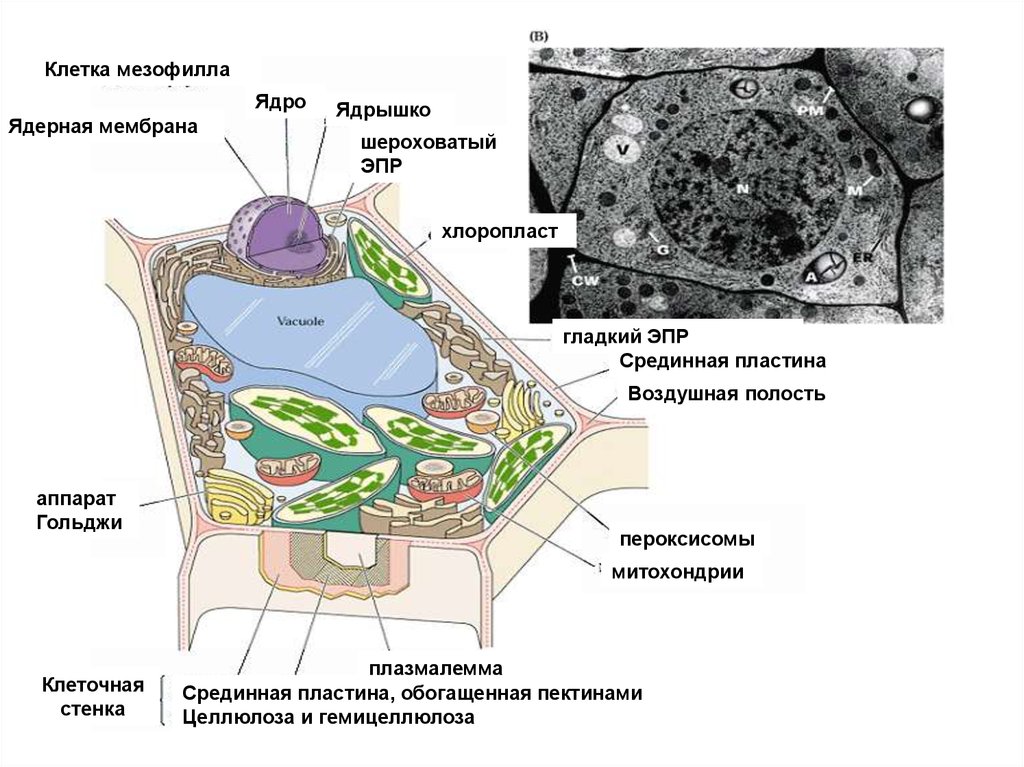 Мезофилл листа клетки. Плазмалемма и клеточная стенка. Клетка мезофилла листа микрофотография. Плазмалемма растительной клетки. Клетка мезофилла строение.