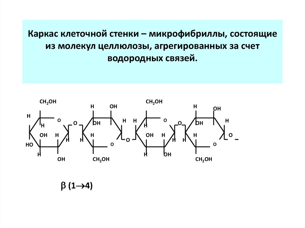 Целлюлоза связи. Каркас клеточной стенки. Образование водородных связей в молекуле целлюлозы. Целлюлоза водородные связи. Целлюлоза структура молекулы водородные связи.