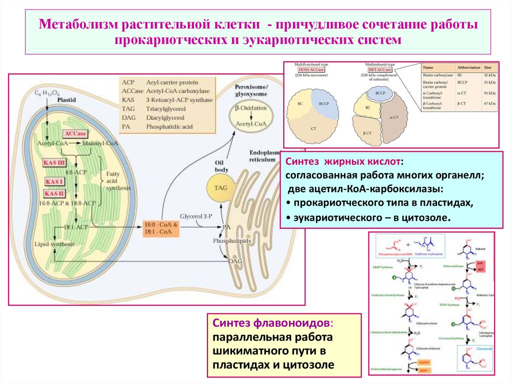 Обмен веществ растительного организма