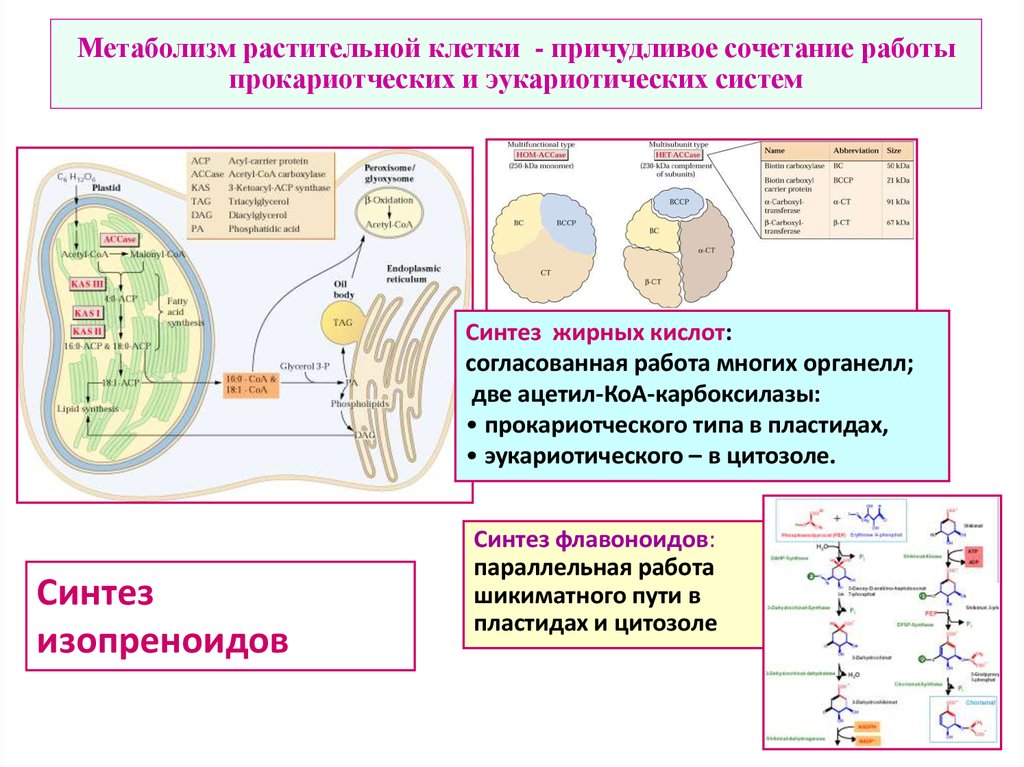 Схема этапов энергетического обмена. Метаболизм эукариотической клетки схема. Процессы обмена веществ растительной клетки. Метаболические процессы в растительных клетках.