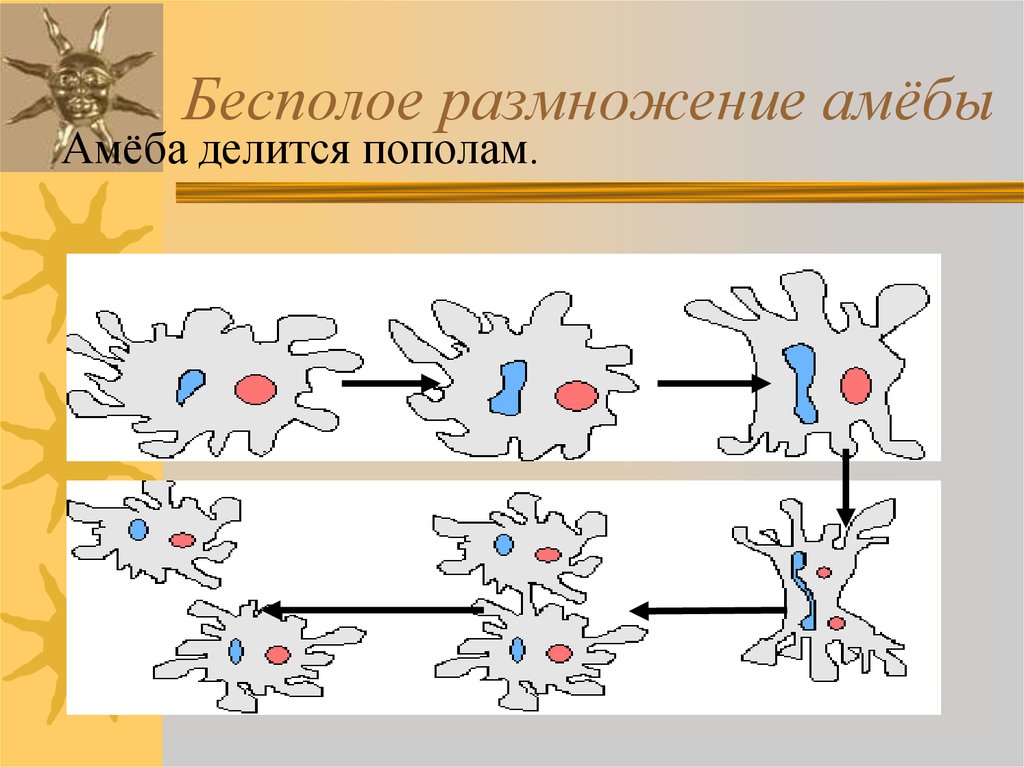 На рисунке изображено одно из проявлений жизнедеятельности амебы