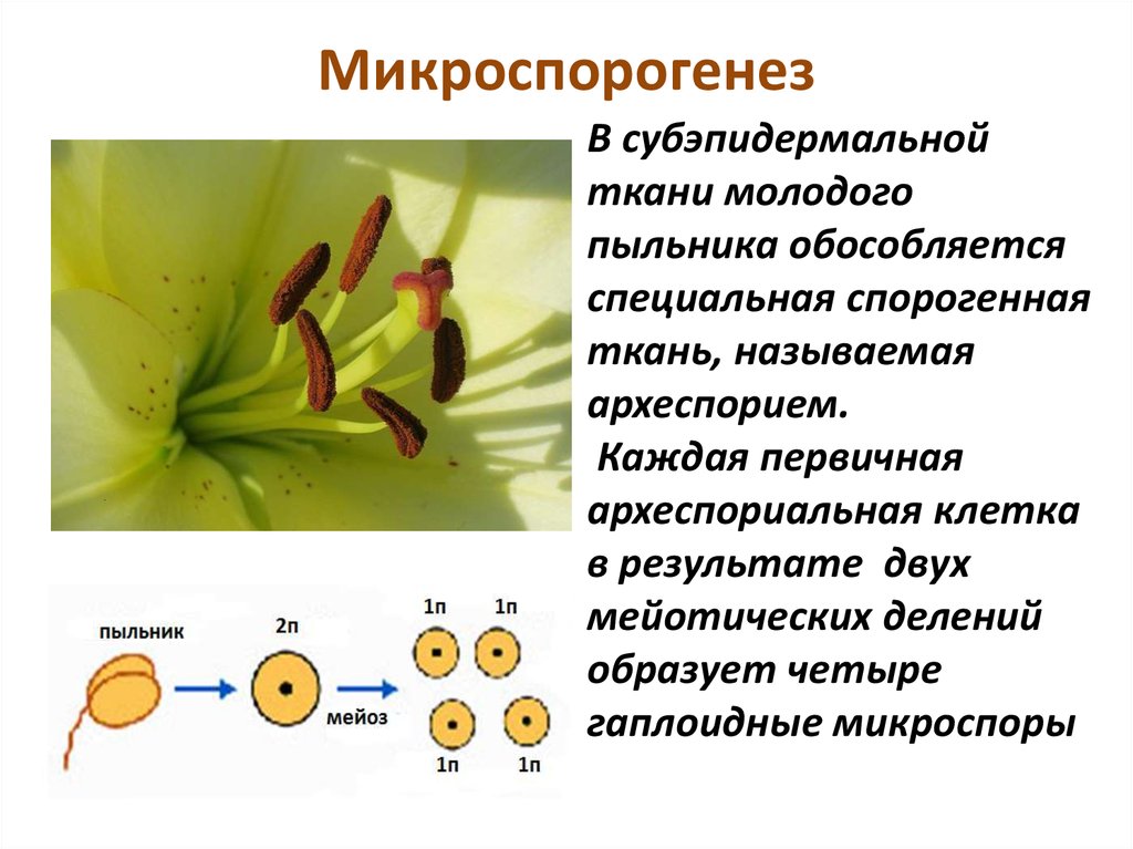 Происходит двойное оплодотворение голосеменные или покрытосеменные. Микроспорогенез мегаспорогенез гаметогенез. Микроспорогенез покрытосеменных схема. Микроспорогенез голосеменных растений. Гаметогенез покрытосеменных.