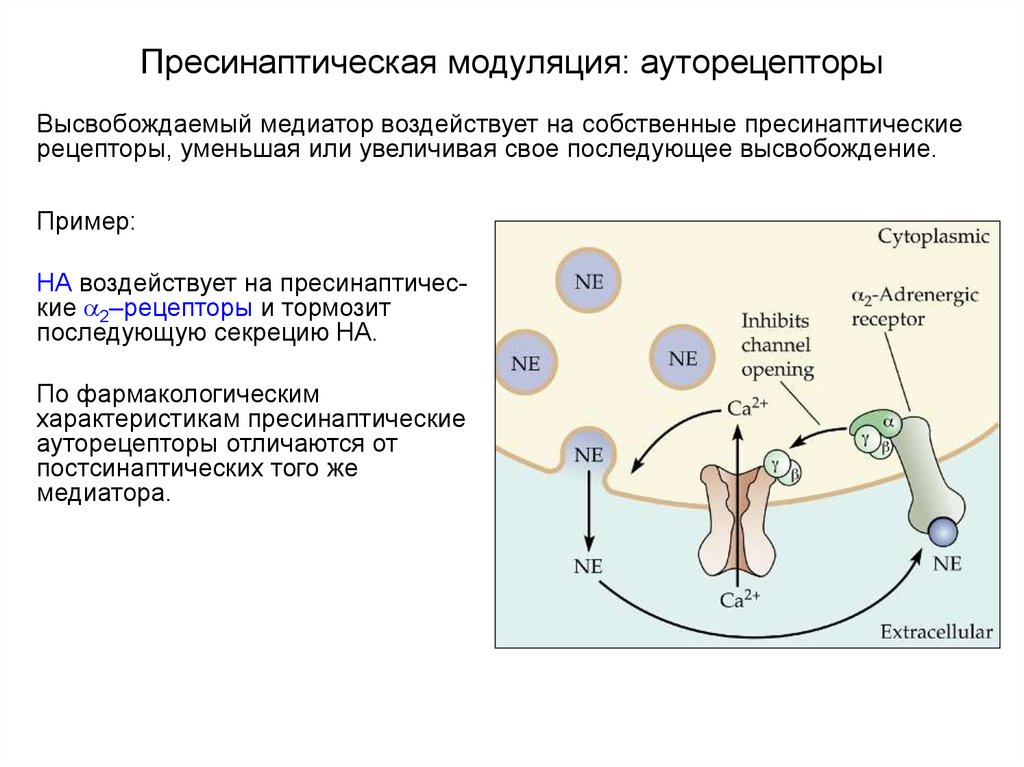 Очищение рецепторов. Пресинаптические рецепторы. Пресинаптические рецепторы ауто- и гетерорецепторы. Пресинаптические и постсинаптические рецепторы. Пресинаптическая модуляция.