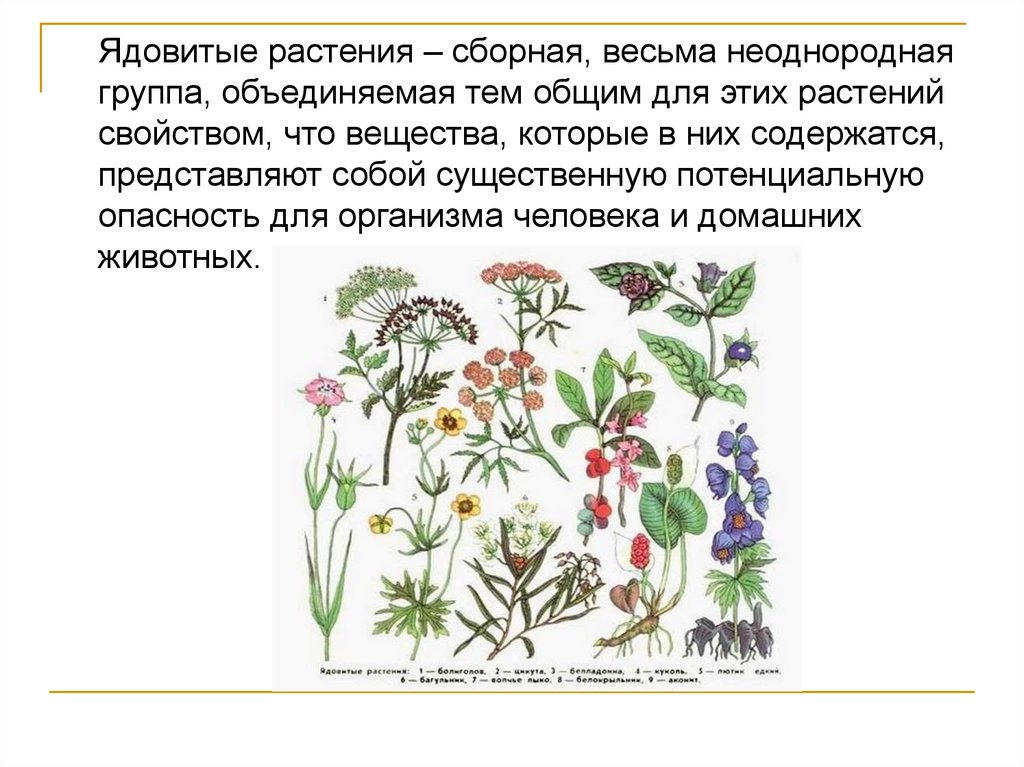 Лекарственные и ядовитые растения для дошкольников презентация