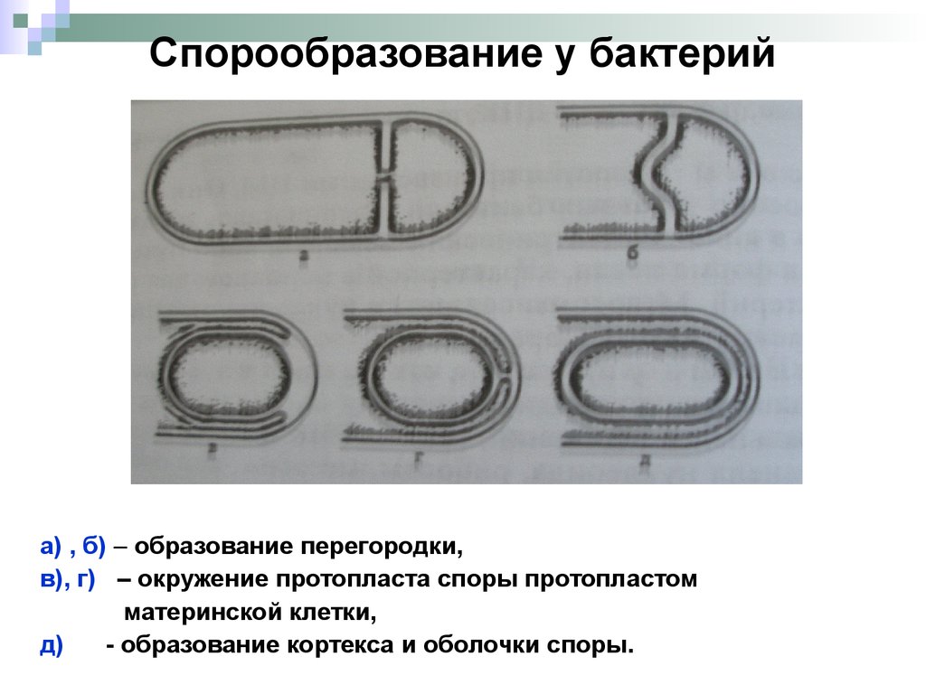 Формирование споры. Процесс спорообразования у бактерий. Схема спорообразования у бактерий микробиология. Стадии спорообразования у бактерий. Этапы спорообразования у бактерий микробиология.