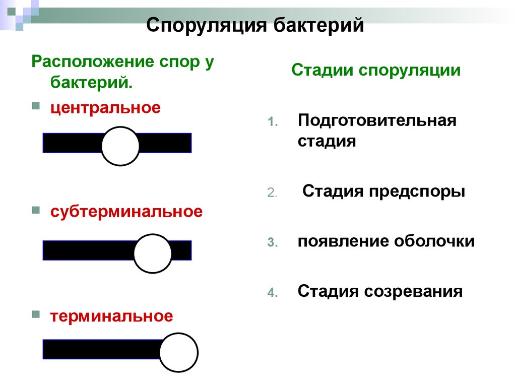 Форма спор бактерий. Расположение спор субтерминально. Расположение спор в бактериальной клетке. Расположение спор у бактерий. Варианты расположения спор у бактерий.